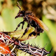 Image for article titled Stingless Bees Have a Scarier Way To Win Warfare